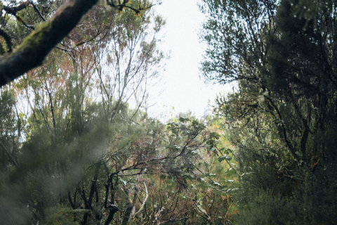 Funchal: Vereda do Fanal PR13 Hiking with Transfer & Guide