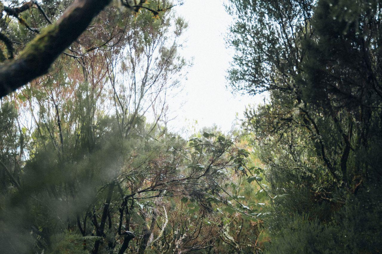 Funchal: Vereda do Fanal PR13 Hiking with Transfer & Guide