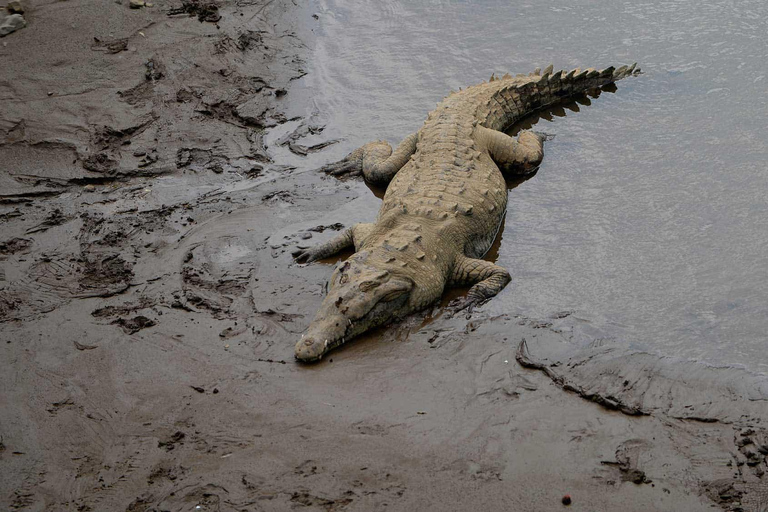 Carara National Park: Beste Tour Carara National Park - Ein Tag