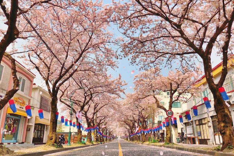 Jeju: Cherry Blossom Tour with Hotel Pickup Jeju cherry Blossom Season Tour : Small Group [Hotel P-up]