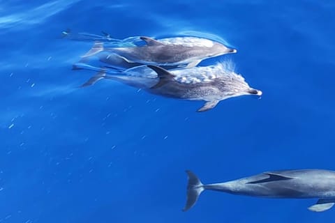 Morro Jable: Delfin- und Whale-Watching-Bootstour & Schnorcheln