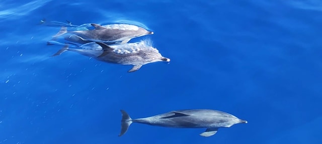Morro Jable:Dolphin & Whale Watching Boat Tour & Snorkeling