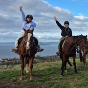 Rotorua: 30-minute scenic horse trek Rotorua: 30-minute scenic horse trek