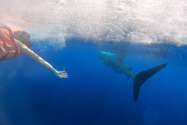 Nuota con gli squali balena da Isla Mujeres e/o Cancun