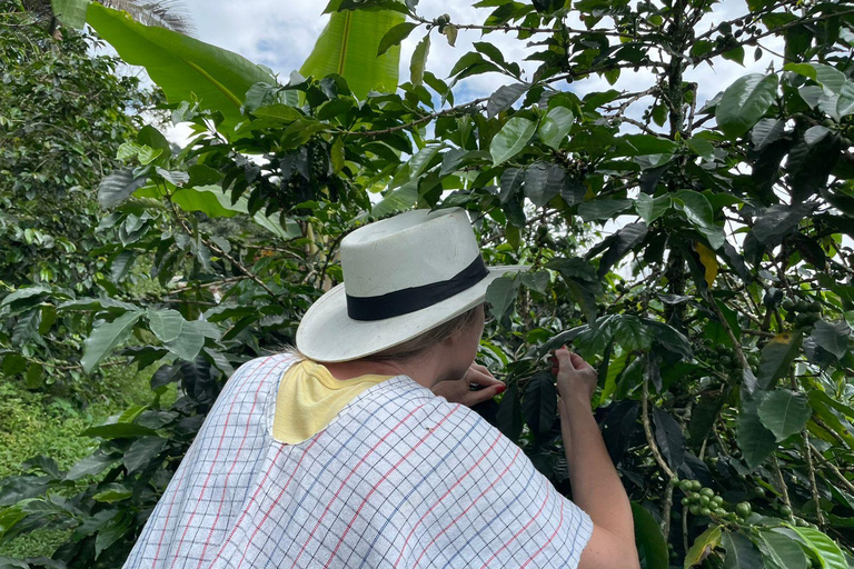 MEDELLÍN : VISITE D&#039;UNE DEMI-JOURNÉE DANS UNE EXPLOITATION FAMILIALE DE CAFÉ