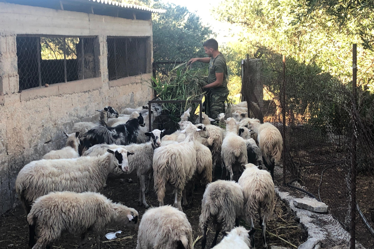 Gebiet Chania: Kochkurs auf einem Bauernhof im Dorf StylosKochkurs mit traditionellen Gerichten und biologischen Lebensmitteln