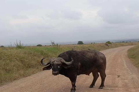 Nairobi: Nationaal park, Giraffe Center &amp; Souvenir TourNairobi: Nationaal park, Giraffecentrum &amp; Souvenir Tour