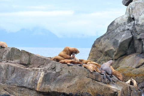 From Seward: Half-Day Resurrection Bay Wildlife Cruise Tour 4 Hour 12:30 PM Departure