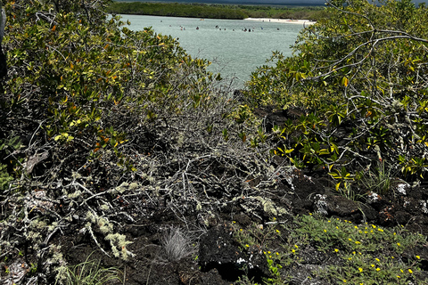 Galápagos: Sightseeing Tour to Tortuga Bay with Crystal-Clear Waters and Kayak