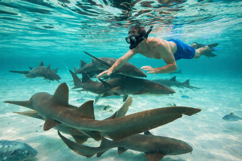 Hol Chan Catamaran Tour, Snorkel, Sharks & Caye Caulker