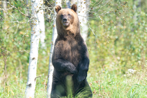 From Tallinn: 5-Day Wild Estonia Tour with Bear Watching