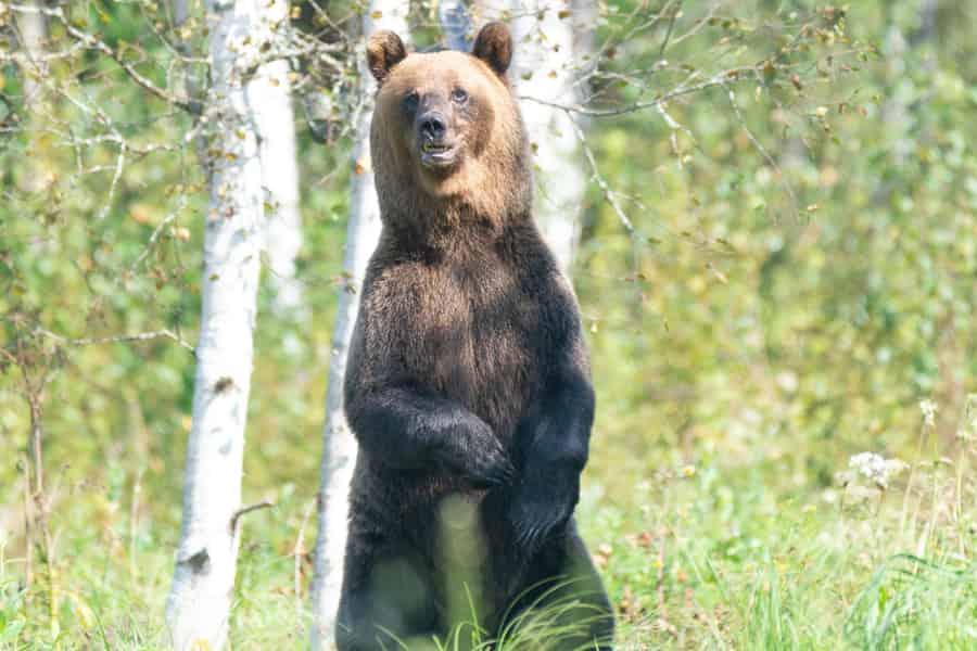 Ab Tallinn: 5-tägige Tour durch das wilde Estland mit Bärenbeobachtung. Foto: GetYourGuide Ab Tallinn: 5-tägige Tour durch das wilde Estland mit Bärenbeobachtung. Foto: GetYourGuide