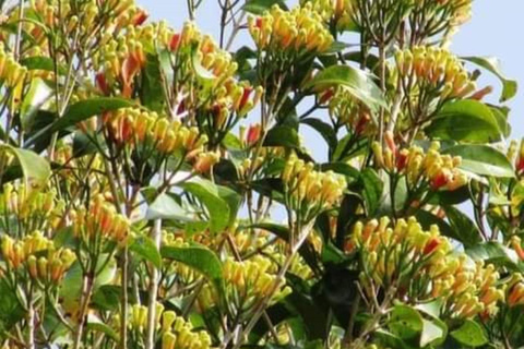 Zanzibar: Wycieczka piesza po Kamiennym Mieście + Wyspa Więzienna i przyprawy