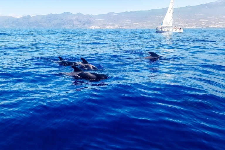 Los Gigantes: crucero de avistamiento de ballenas y delfines con almuerzoExcursión compartida con un máximo de 10 personas.