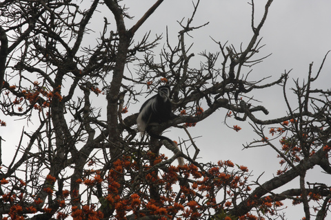 Kibale Forest Park: 3-daagse chimpansee-tracking &amp; kratermeren