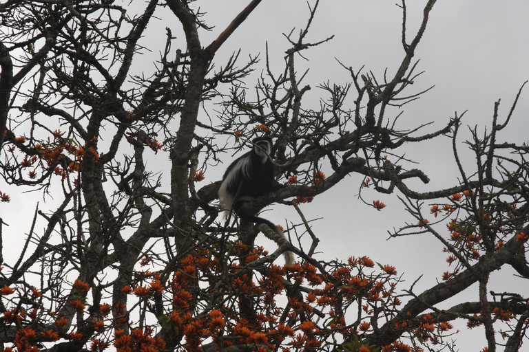 Kibale Forest Park: 3-tägige Schimpansenbeobachtung und Kraterseen