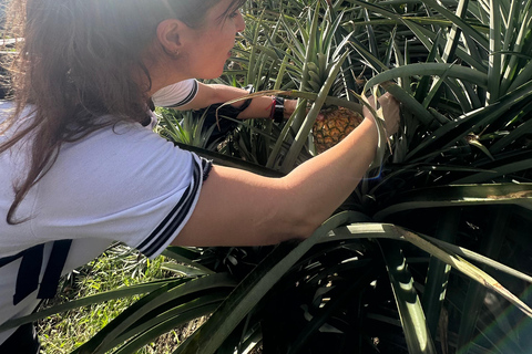 From Medellín: Pineapple Farm Experience with Tasting