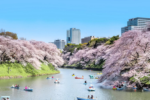 Cherry Blossom Seasonal Special: Classic Tokyo Day Tour Includes beef set meal