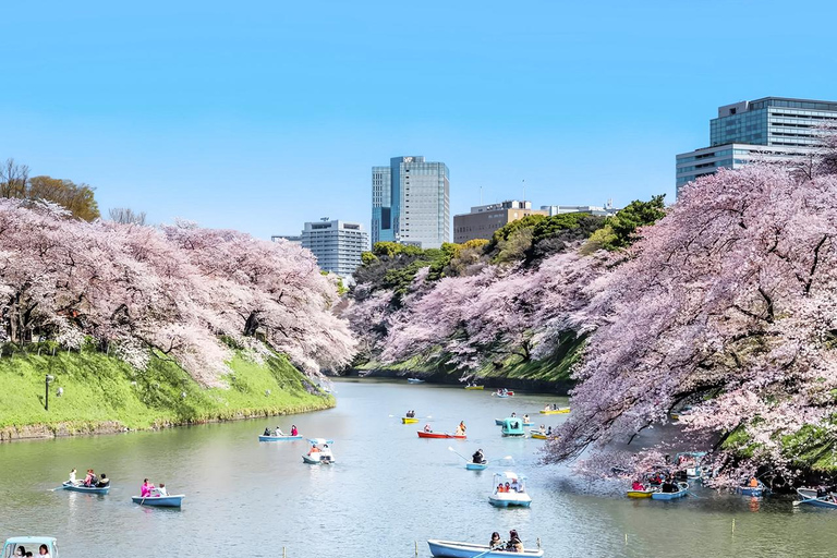 Cherry Blossom Seasonal Special: Classic Tokyo Day Tour Includes beef set meal