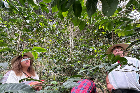 From Medellín: Coffee Farm Hiking & Exotic Fruit Marketplace