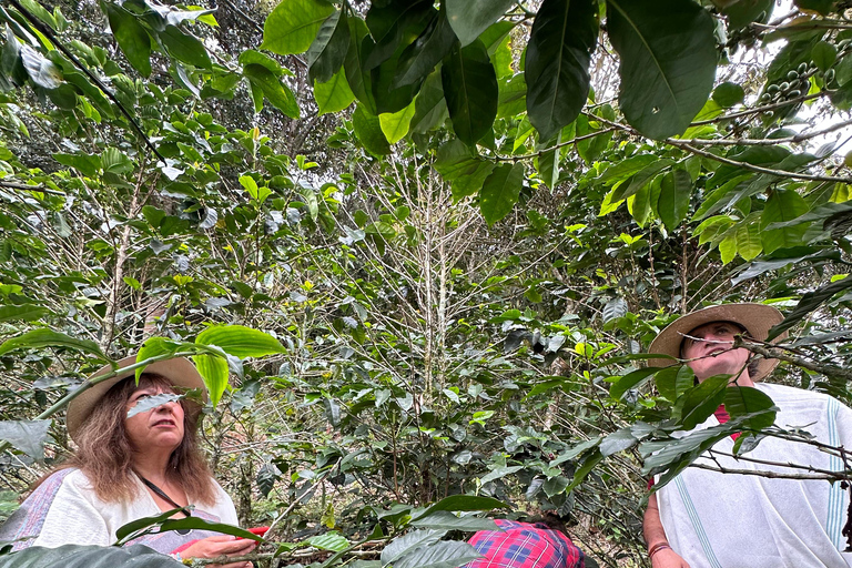 From Medellín: Coffee Farm Hiking & Exotic Fruit Marketplace