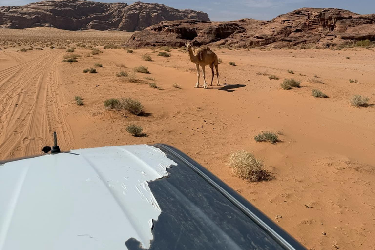 Amman: Dana, Petra, Wadi Rum & Dead Sea 4-Day Tour