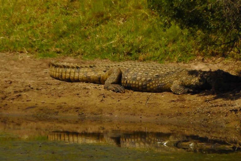 Schotia Safari – Big 5 Experience with High Lion Sightings