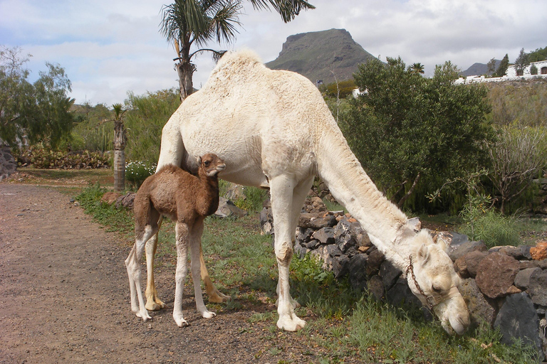 Camel Ride, Farm Visit and aperitive Pack Basic