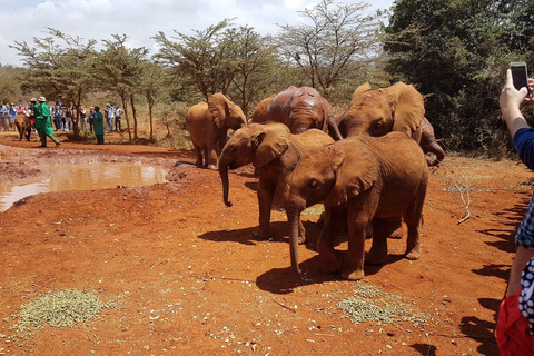 Von Nairobi aus: David Sheldrick Elephant Orphanage Tour