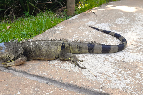 Río de Janeiro: Tour guiado por el BioParque con traslado