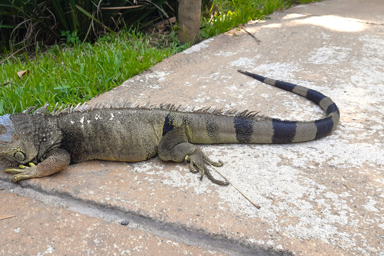 Rio de Janeiro: BioParque Guidad tur med transfer