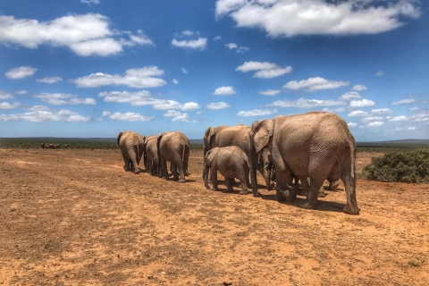 4 Tage Safari-Glück in TansaniaGeführte Tour auf Englisch