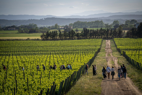 Pals: Visit the Mas Geli winery with a wine tasting Pals: Visit Celler Mas Geli with wine tasting (Spanish/Catalan)