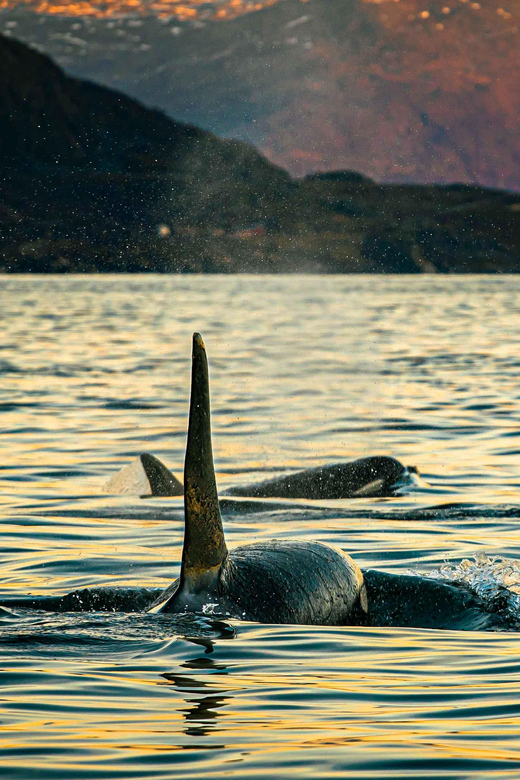 Skjervøy: Walbeobachtung mit RIB-Boot und ortskundigem Guide