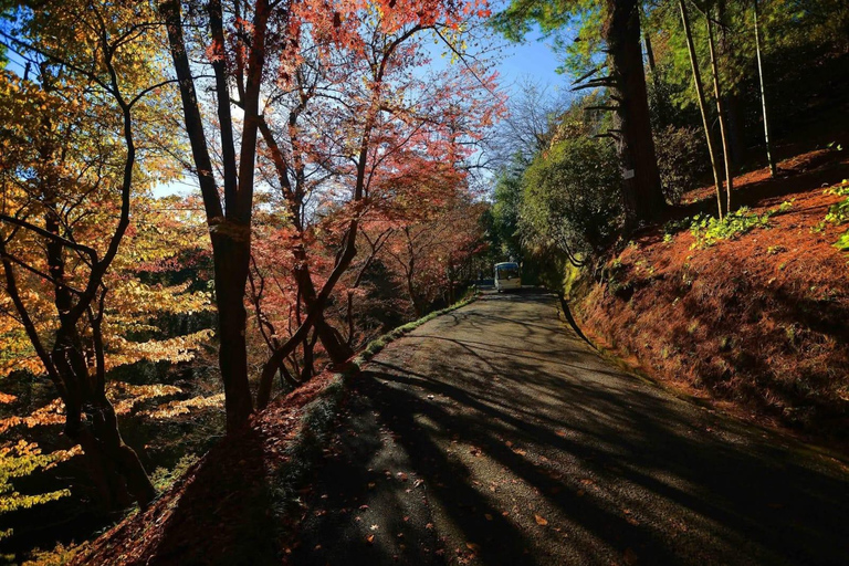 Kobuleti Reserve, Petra Fortress & Garden Tour