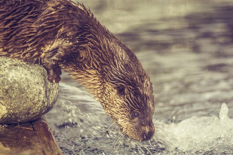 Bergen: Ticket de entrada al Acuario de Bergen