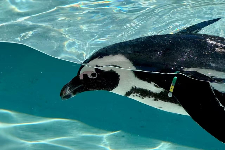 Fukuoka: Marine World Ticket & Digital Itinerary Plan