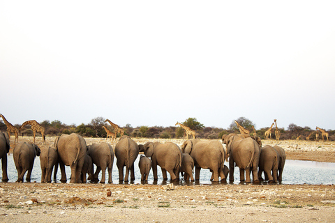 Windhoek: 3-Day Guided Safari in Etosha with Lodge