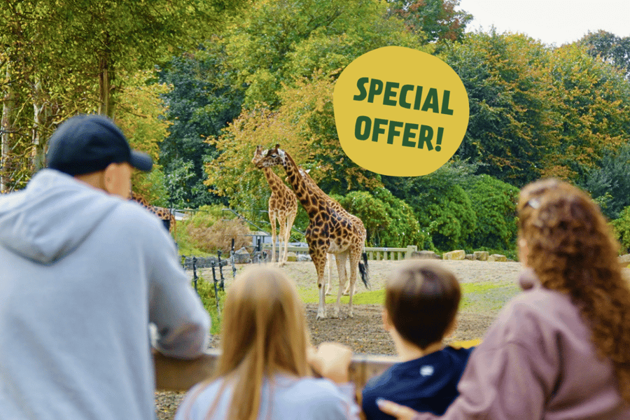 Dubliner Zoo: Eintrittskarte für ein wildes Erlebnis mit über 400 Tieren. Foto: GetYourGuide Dubliner Zoo: Eintrittskarte für ein wildes Erlebnis mit über 400 Tieren. Foto: GetYourGuide