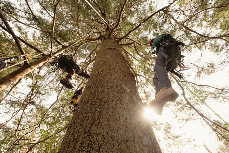 Vancouver Tree Climbing Tour: Canopy Expedition Adventure