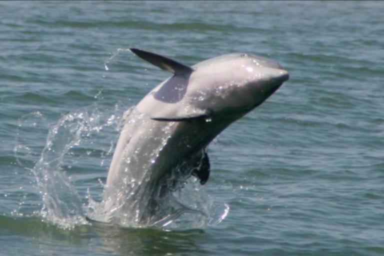 Folly Beach: Morris Island en dolfijnen kijken boottocht