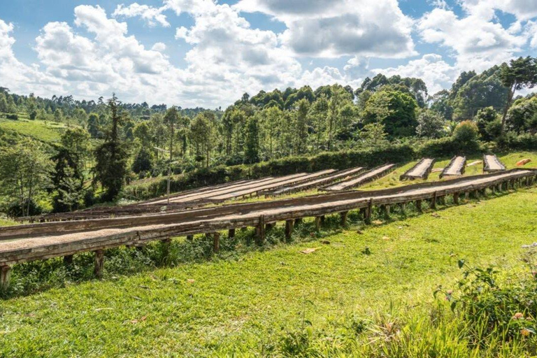 Tour della fattoria del caffè (Fairview)