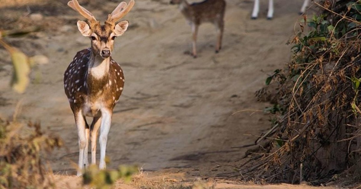 India Tour del Triangolo d'Oro e del Parco Nazionale di Jim Corbett