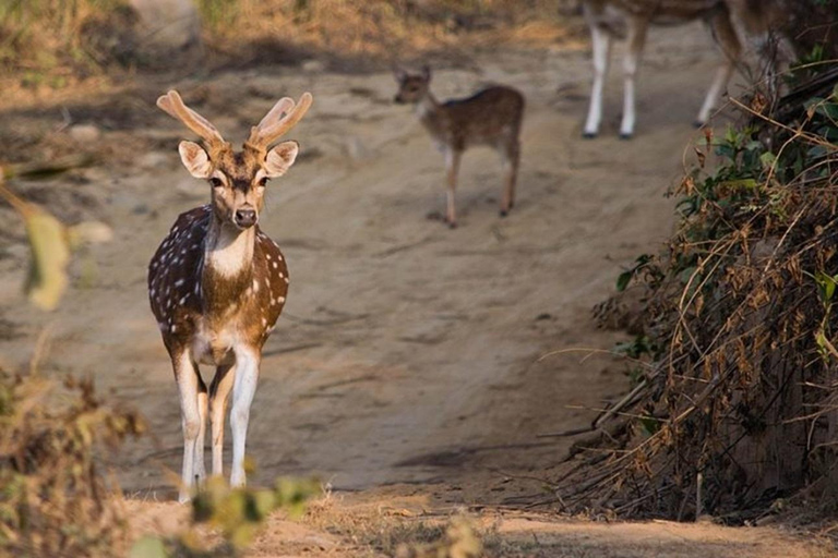 5-Day Golden Triangle Tour & Jim Corbett Safari Adventure All-Inclusive tour