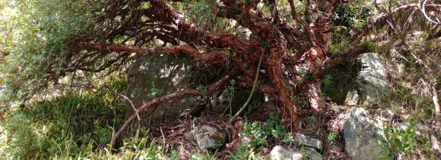 Au départ de Cordoue : randonnée dans la forêt de Tabaquillos et à la cascade de Lampazos avec déjeuner
