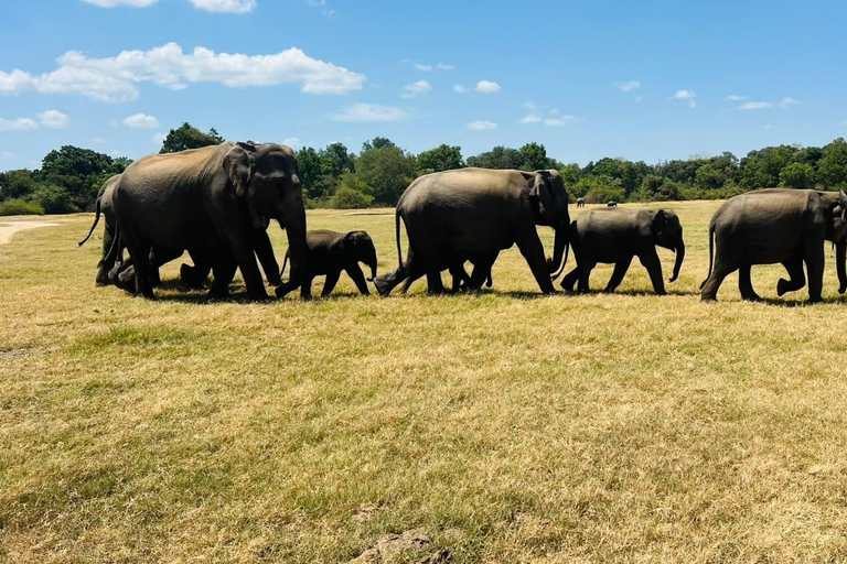 Sigiriya & Dambulla: All-Inclusive Wildlife Safari with Meal From Sigiriya & Dambulla: Elephant Safari (Jeep Only)