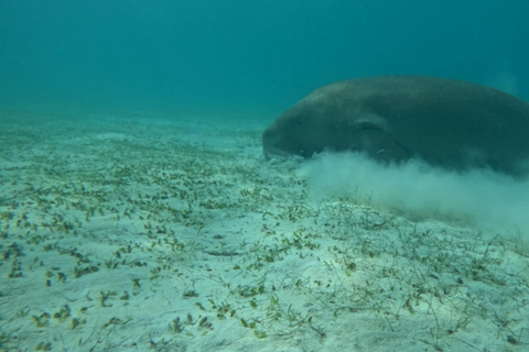 Coron: Dugong Watching Tour with Snorkeling