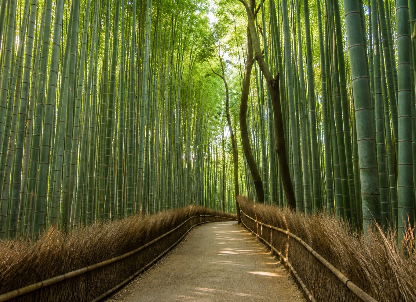Kyoto: Fushimi Inari, Kinkakuji, bambuslunden – 1 dags bustur
