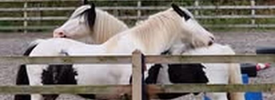 Frontières écossaises : expérience équine et nature