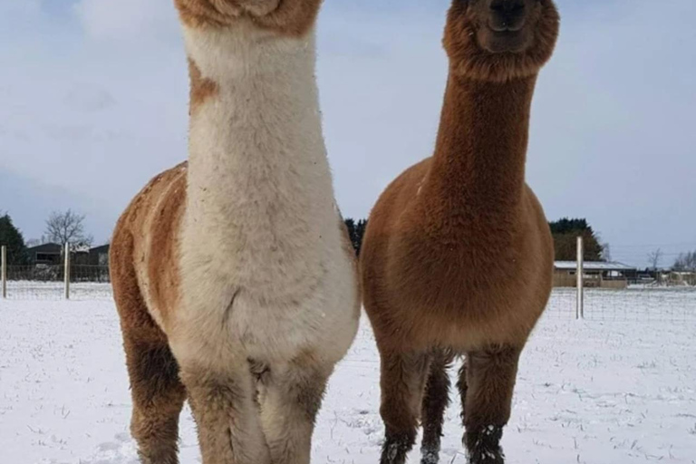 York: Beetle Bank Open Farm Entry Ticket